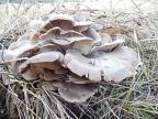 грибы нашего микрорайона